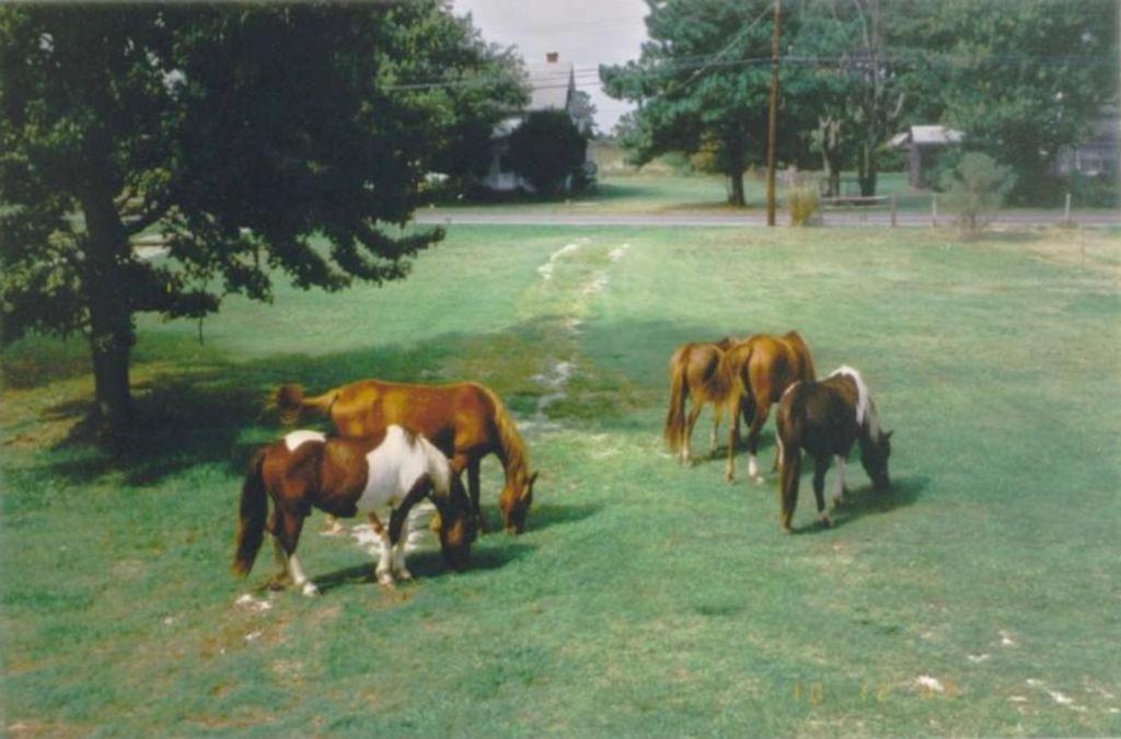 Townhome With Pony Views From Deck! Holiday home *